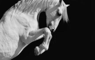 White horse on a black background.