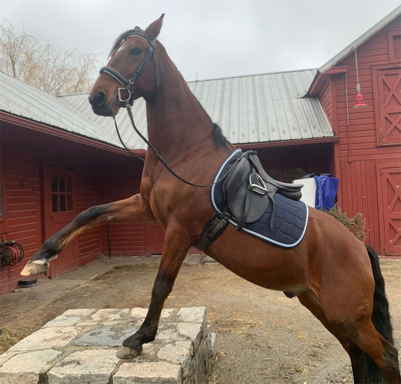 Brown horse striking a pose, raising front leg.